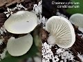 Cheimonophyllum candidissimum-amf1463